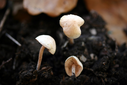 Pluteus? Aiutatemi a venirne fuori.